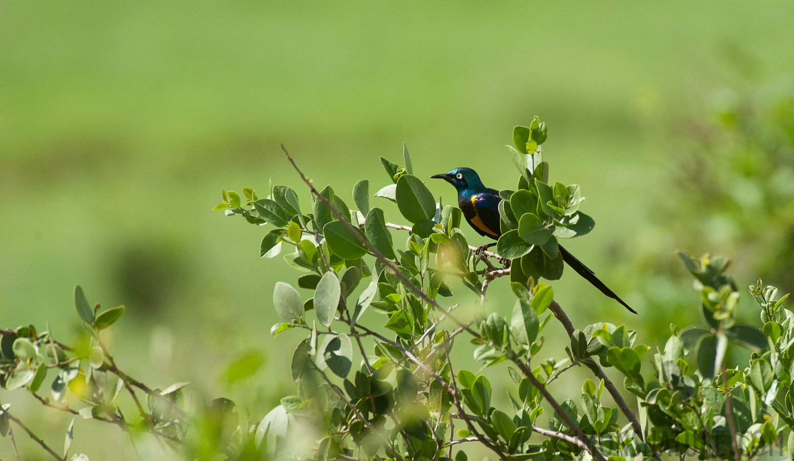 Lamprotornis regius [550 mm, 1/3200 Sek. bei f / 8.0, ISO 1600]